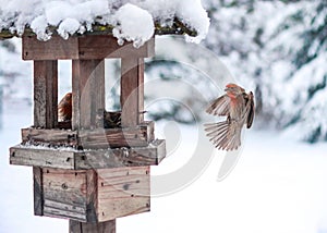 Closeup shot of birds flying into a wooden birdfeeder during winter