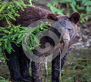 Closeup shot of the black bear in the woods