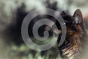 Closeup shot of a black cat with a ginger and white shade