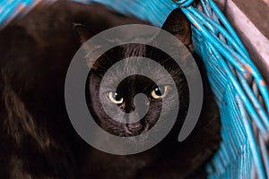 Closeup shot of  a black cat looking straight into the camera