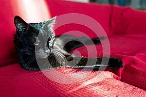 Closeup shot of a black cat lying on a red sofa