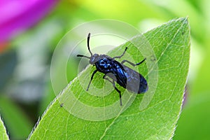 Closeup shot of a black Chrysomelidae beetle insect on the green leaf
