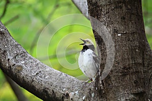 Closeup shot of a Black-collared starling (Gracupica nigricollis) resting on a tree