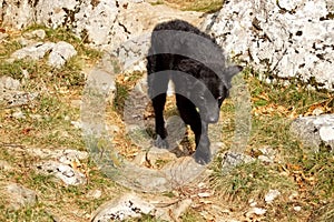 Closeup shot of a black Croatian sheepdog walking on a rocky field in a rur