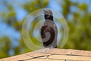 Closeup shot of a black crow cawing sitting on a roof