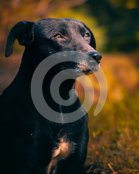 Closeup shot of a black dog squinting on a sunny day, in the park. Concept: emotion in dog's eyes photo