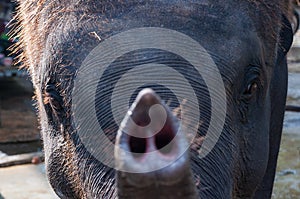 Closeup shot of a black elephant showing its trunk with a blurred background