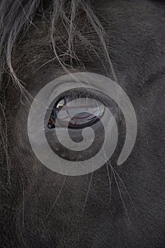 Closeup shot of a black eye of a horse