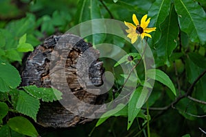 Closeup shot of a black-eyed Susan flower growing next to an old tree stump in the garden