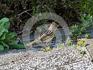 Closeup shot of a black-faced bunting (Emberiza spodocephala) on the street