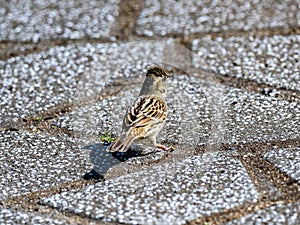 Closeup shot of a black-faced bunting (Emberiza spodocephala) on the street