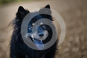 Closeup shot of a black Finnish Lapp Hund dog with his tongue out photo