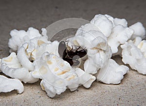 Closeup shot of a Black Forest dung beetle