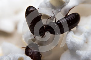 Closeup shot of a Black Forest dung beetle