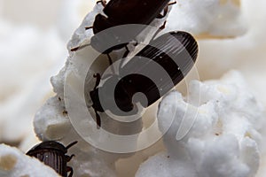 Closeup shot of a Black Forest dung beetle