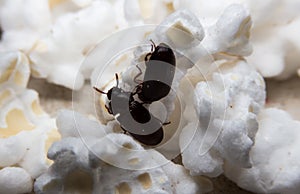 Closeup shot of a Black Forest dung beetle