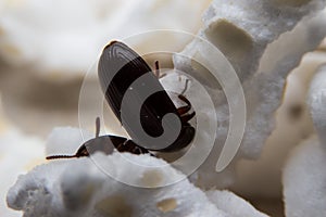 Closeup shot of a Black Forest dung beetle