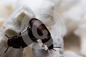 Closeup shot of a Black Forest dung beetle