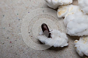 Closeup shot of a Black Forest dung beetle