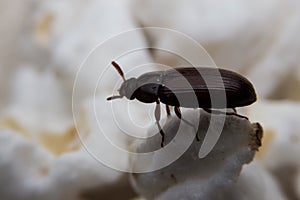 Closeup shot of a Black Forest dung beetle