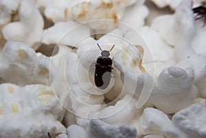 Closeup shot of a Black Forest dung beetle