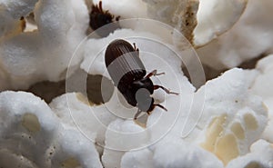 Closeup shot of a Black Forest dung beetle