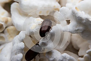 Closeup shot of a Black Forest dung beetle