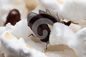 Closeup shot of a Black Forest dung beetle