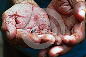 Closeup shot of a black frog in someone's hands