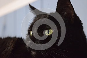 Closeup shot of a black furry cat resting with its eyes wide open on a blue background