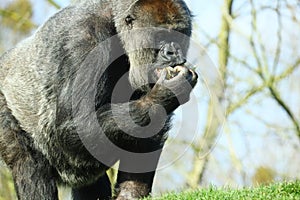 Closeup shot of a black gorilla eating food surrounded by trees