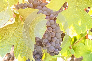 Closeup shot of black grapes in the green leaves under the sun light.