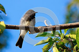 Closeup shot of a black phoebe (Sayornis nigricans) perched on the tree