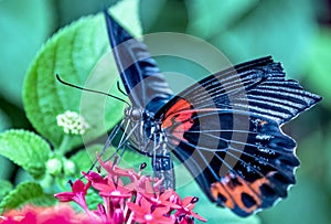 Closeup shot of a black red butterfly with a broken wing on a flower