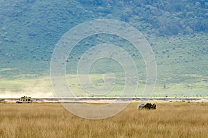 Closeup shot of a black rhinoceros in the crater of Ngorongoro National Park photo