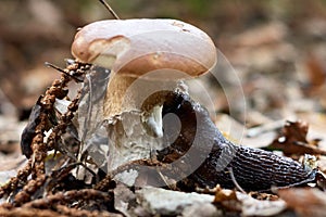 Closeup shot of a black slug eating the mushroom