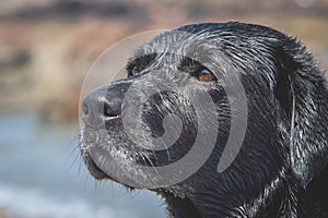 Closeup shot of a black Straight-furred retriever's cute muzzle outdoors