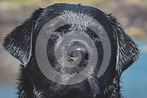 Closeup shot of a black Straight-furred retriever's cute muzzle outdoors