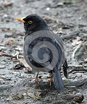 Closeup shot of a black true thrush bird