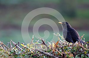 Closeup shot of a black true thrush bird perched on a bush