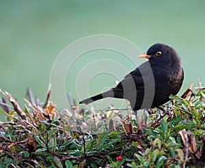 Closeup shot of a black true thrush bird perched on a bush