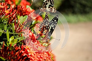 Closeup shot of black and white butterflies on a red bush