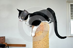 Closeup shot black and white cat balancing on a pole covered with rope