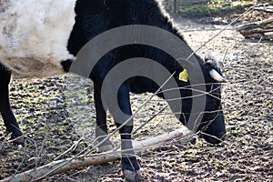 Closeup shot of a black and white cow with a yellow tag on its ear grazing in a farm