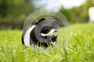 Closeup shot of a black and white guinea pig on grass