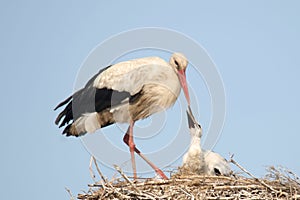 Closeup shot of a black and white stork feeding the hatchlings