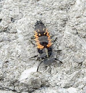 Closeup shot of a black and yellow ladybug larvae walking across the surface of a grey rock