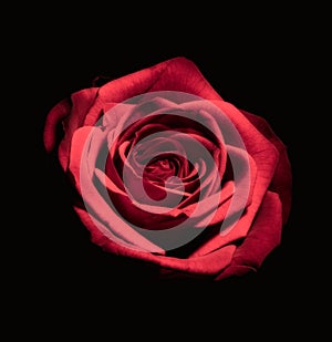 Closeup shot of a bloomed red rose on a black background