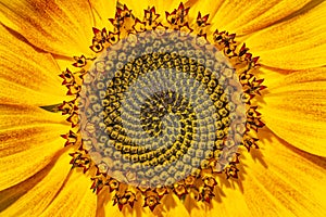 Closeup shot of bloomed yellow sunflower floret with yellow petals