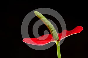 Closeup shot of Blooming Anthurium Flamingo Flower Boy Flower